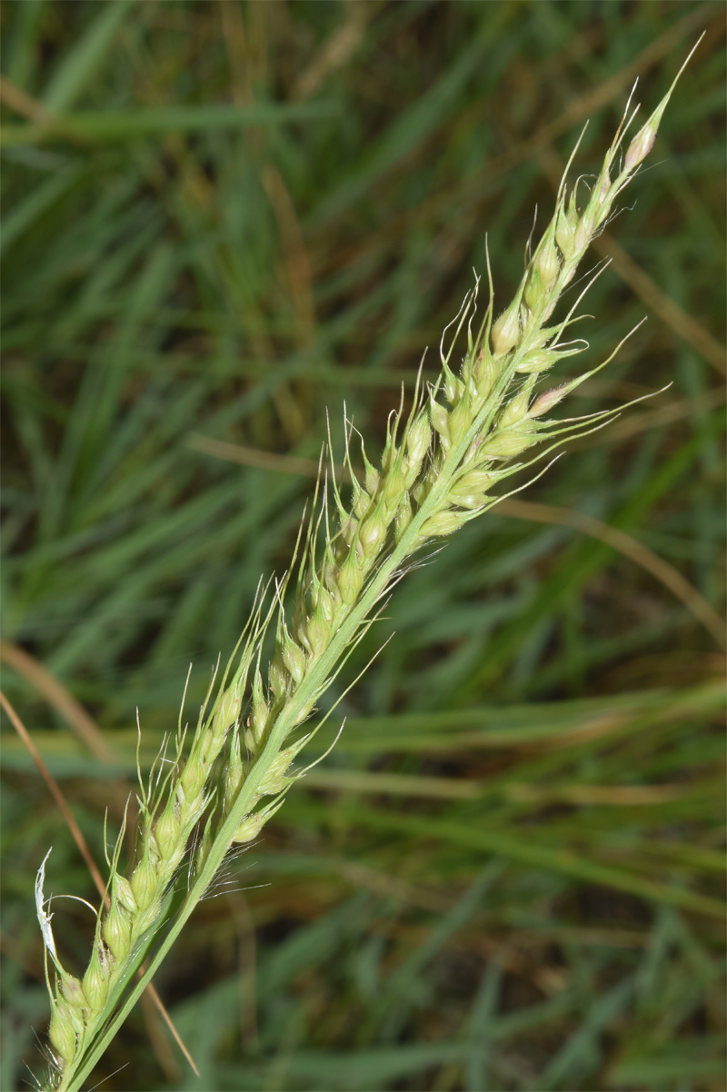 Image of Echinochloa crus-galli specimen.