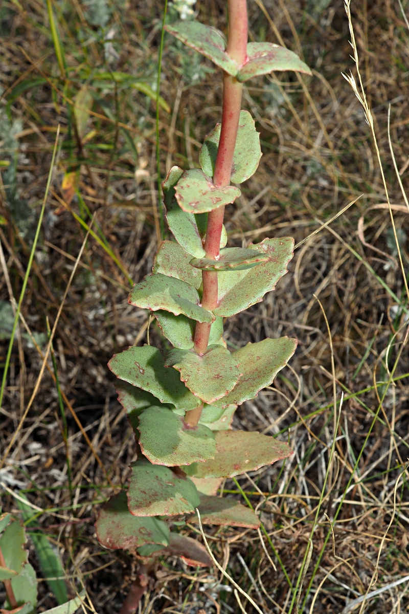 Image of Hylotelephium stepposum specimen.