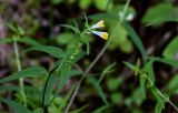 Melampyrum pratense