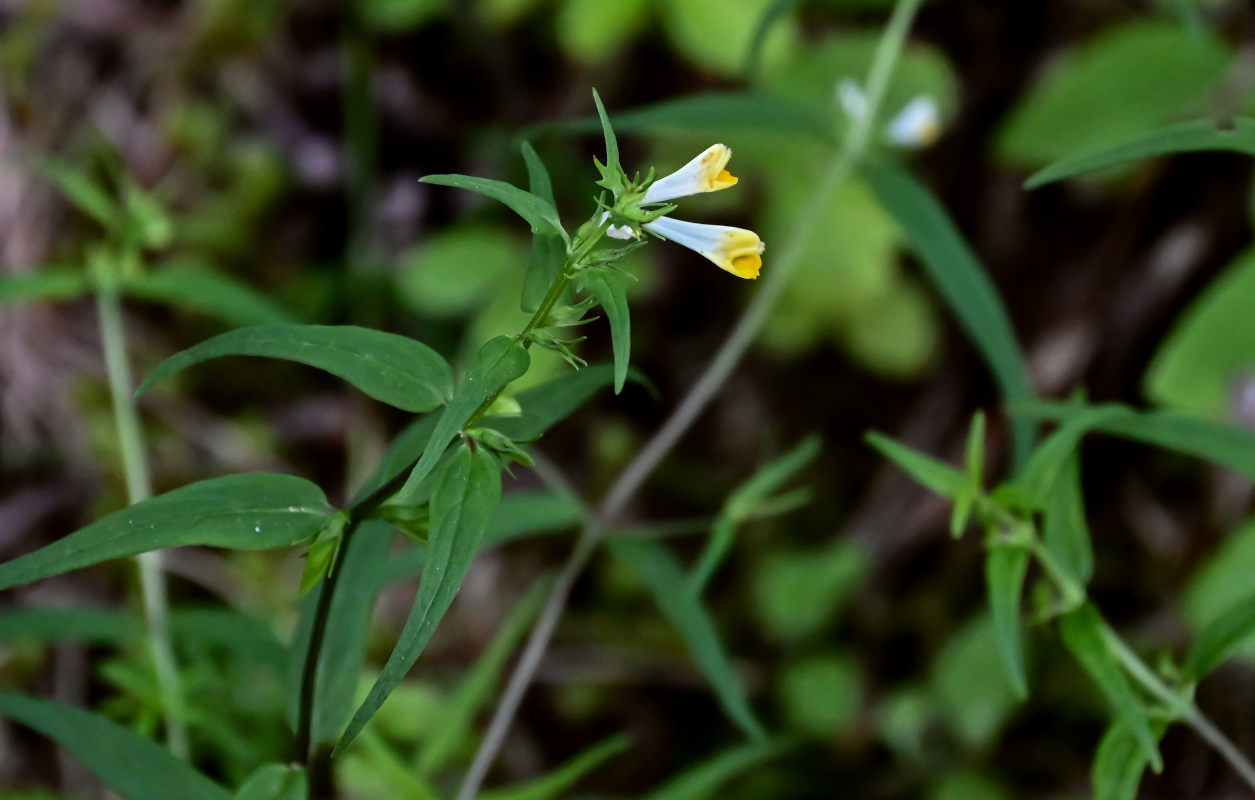 Image of Melampyrum pratense specimen.