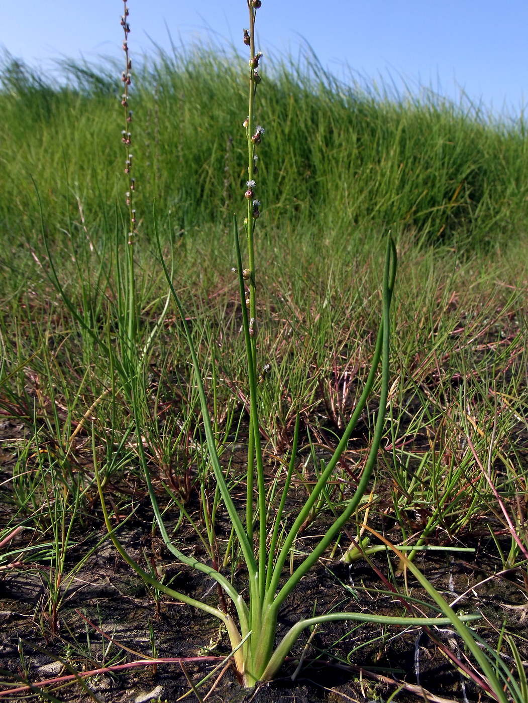 Image of Triglochin palustris specimen.