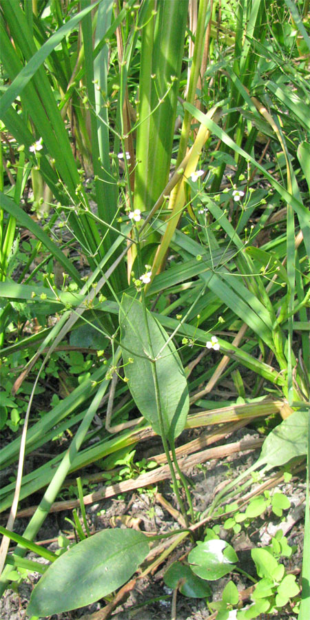 Image of Alisma lanceolatum specimen.