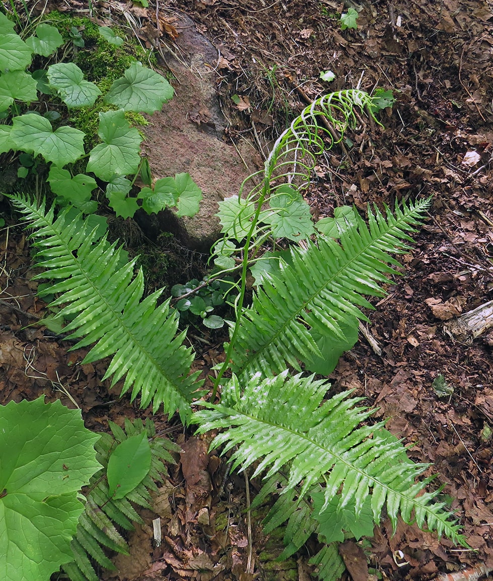 Image of Plagiogyria matsumureana specimen.