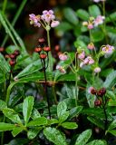 Chimaphila umbellata. Верхушки побегов с соцветиями и соплодиями. Вологодская обл., Сокольский р-н, Оларевская гряда, смешанный лес. 13.07.2024.