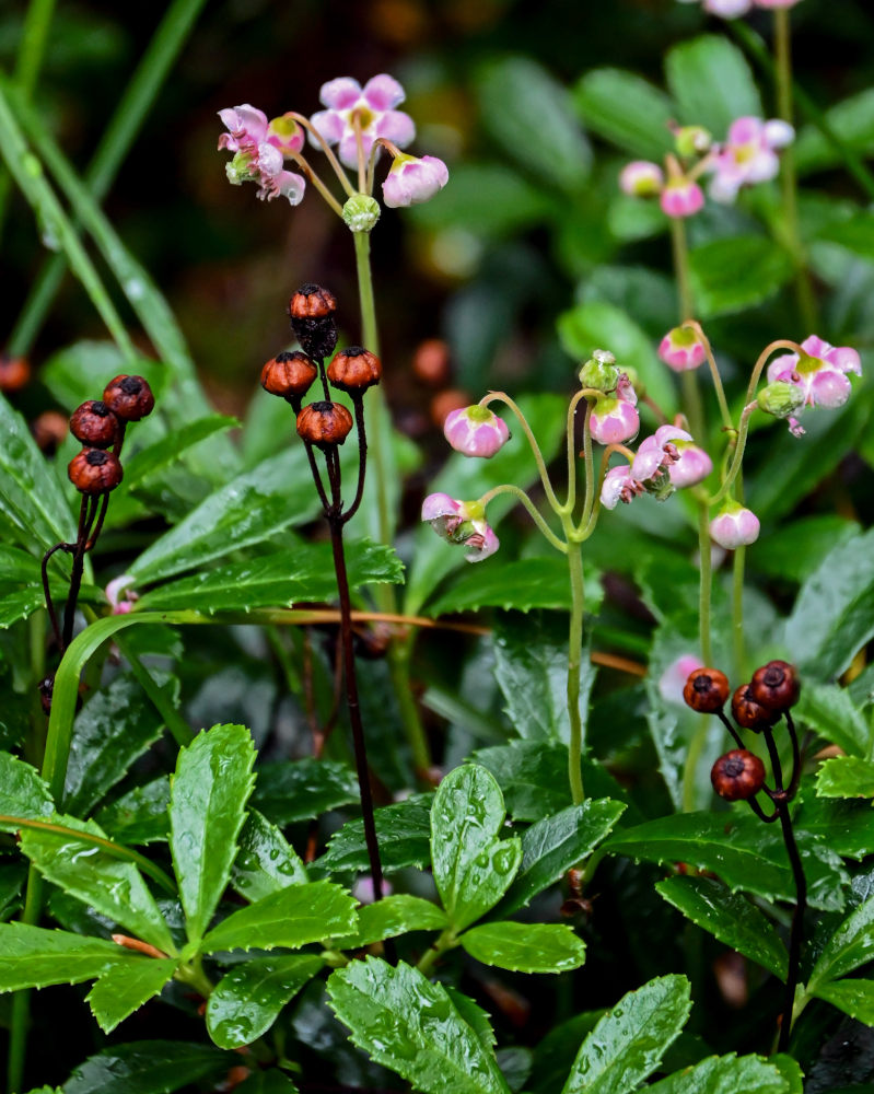 Изображение особи Chimaphila umbellata.