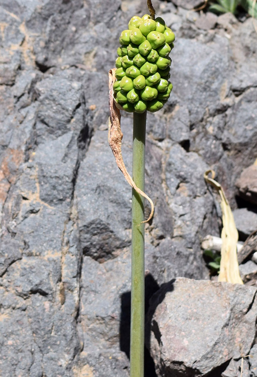 Изображение особи Arum korolkowii.