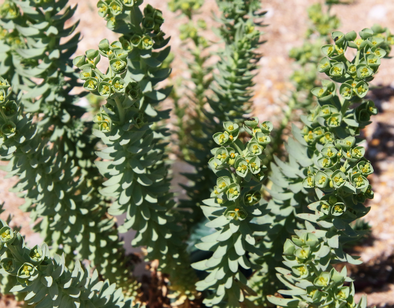 Image of Euphorbia paralias specimen.