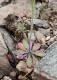 Arabidopsis thaliana. Прикорневые листья и основание генеративного побега. Казахстан, Восточно-Казахстанская обл., Глубоковский р-н, окр. с. Кожохово, закустаренная щебнистая степь. 04.05.2024.