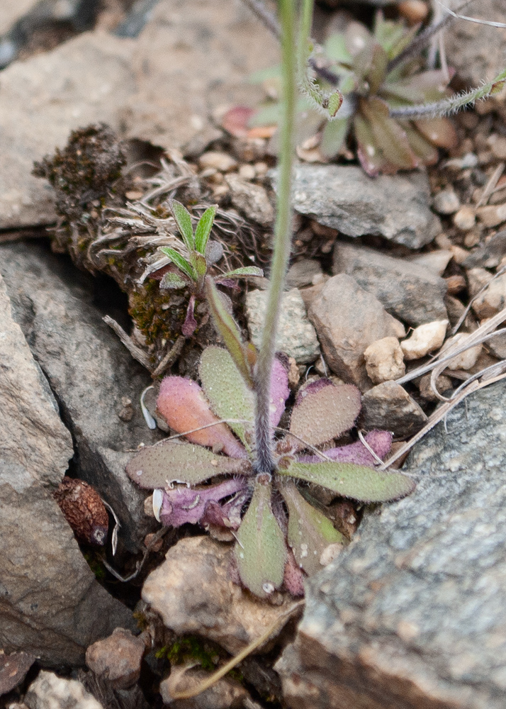 Изображение особи Arabidopsis thaliana.