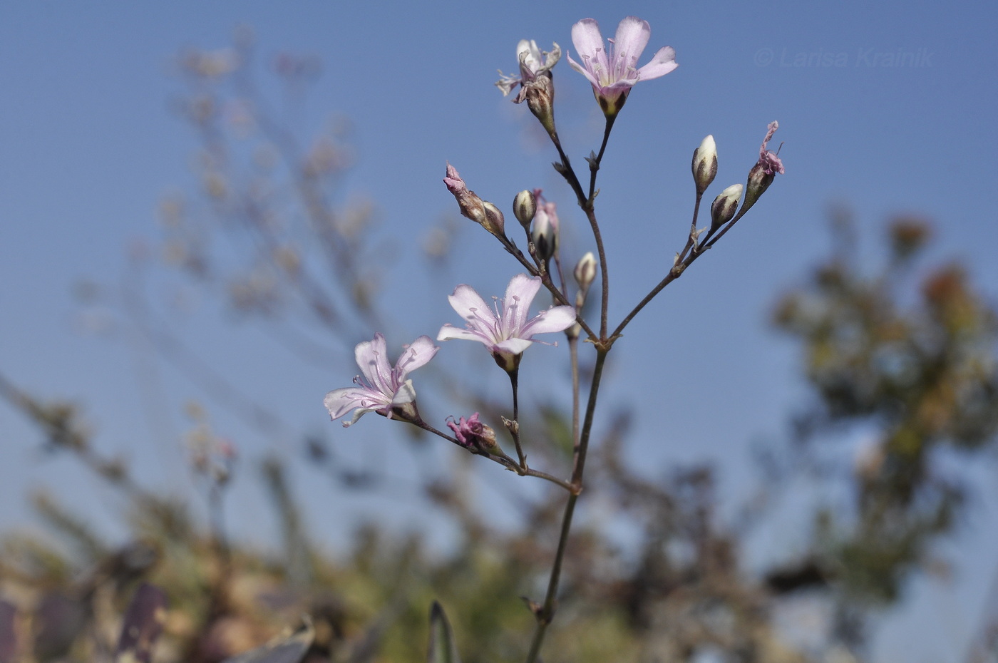 Изображение особи Gypsophila pacifica.