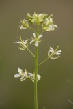 View full-size image Sisymbrium altissimum