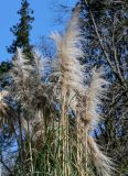 View full-size image Cortaderia selloana