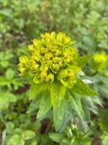 Смотреть изображение Euphorbia semivillosa