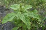 View full-size image Amaranthus retroflexus