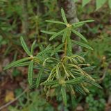 Смотреть изображение Ledum palustre