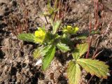 Potentilla norvegica