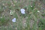 View full-size image genus Linum