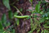 View full-size image Vicia grandiflora