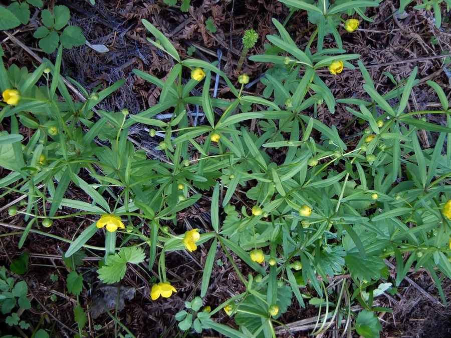 Image of Ranunculus monophyllus specimen.