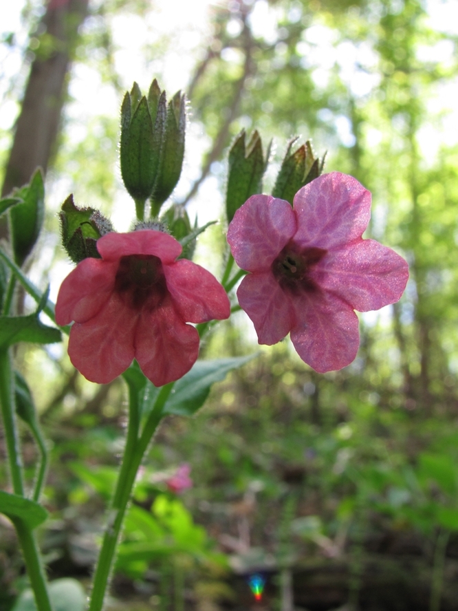 Image of Pulmonaria obscura specimen.