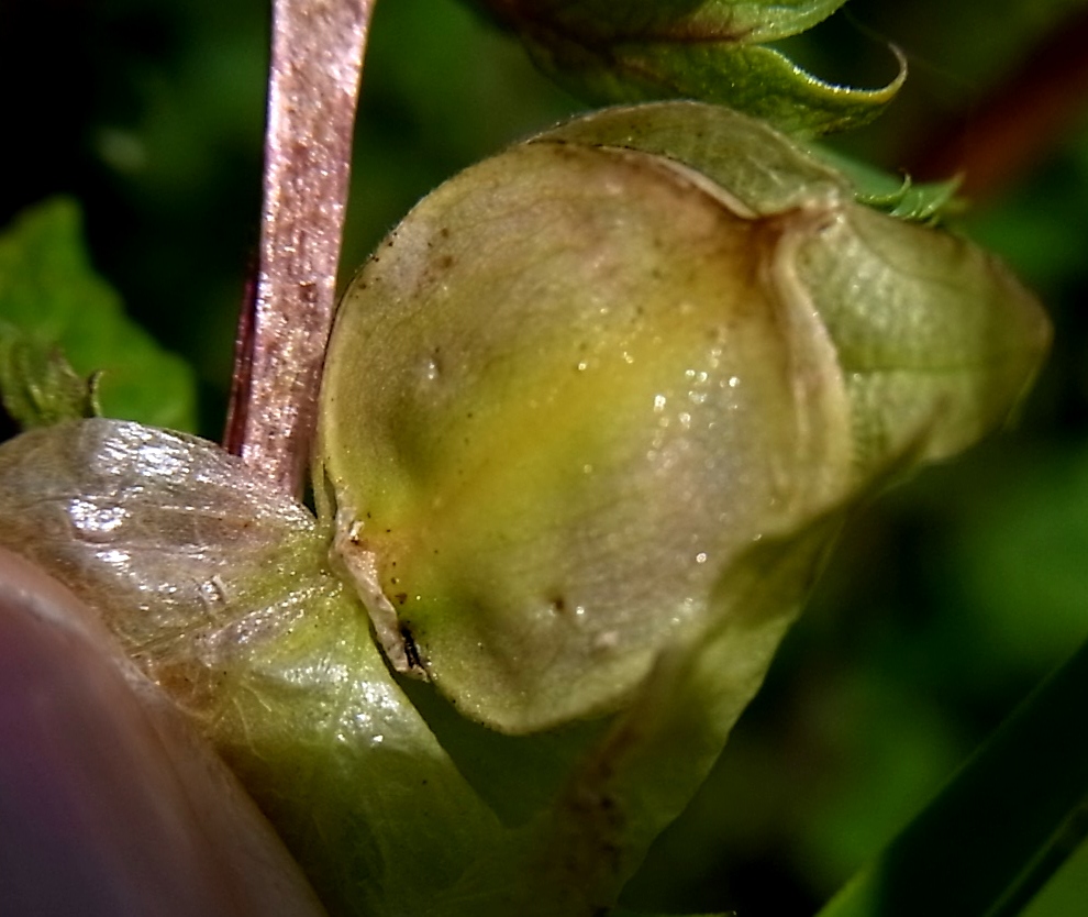 Image of Rhinanthus glacialis ssp. subalpinus specimen.