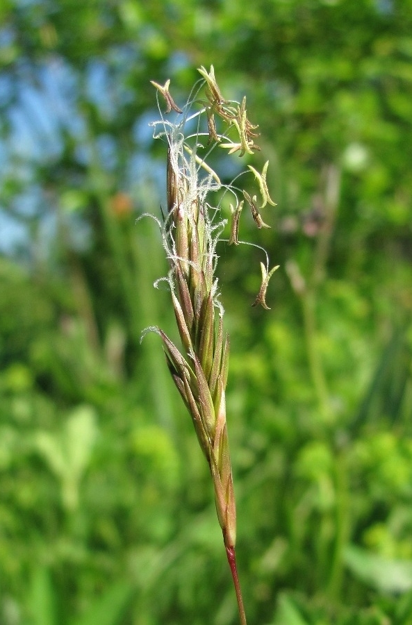 Image of Anthoxanthum odoratum specimen.