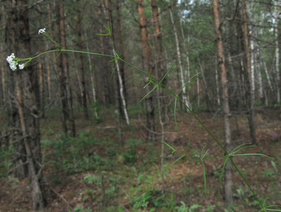 Image of Galium triandrum specimen.