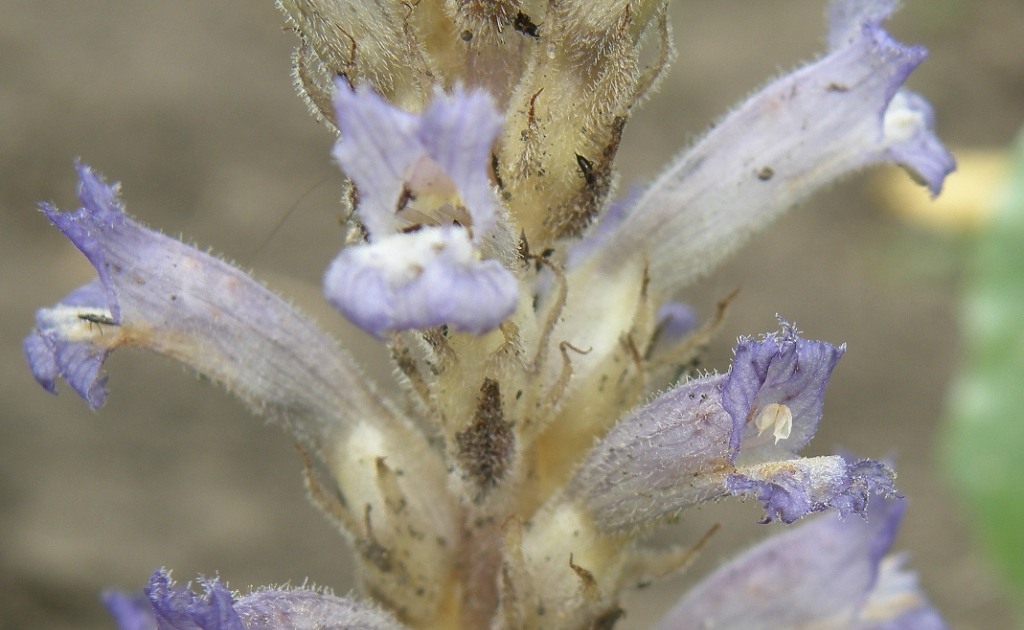 Изображение особи Phelipanche brassicae.