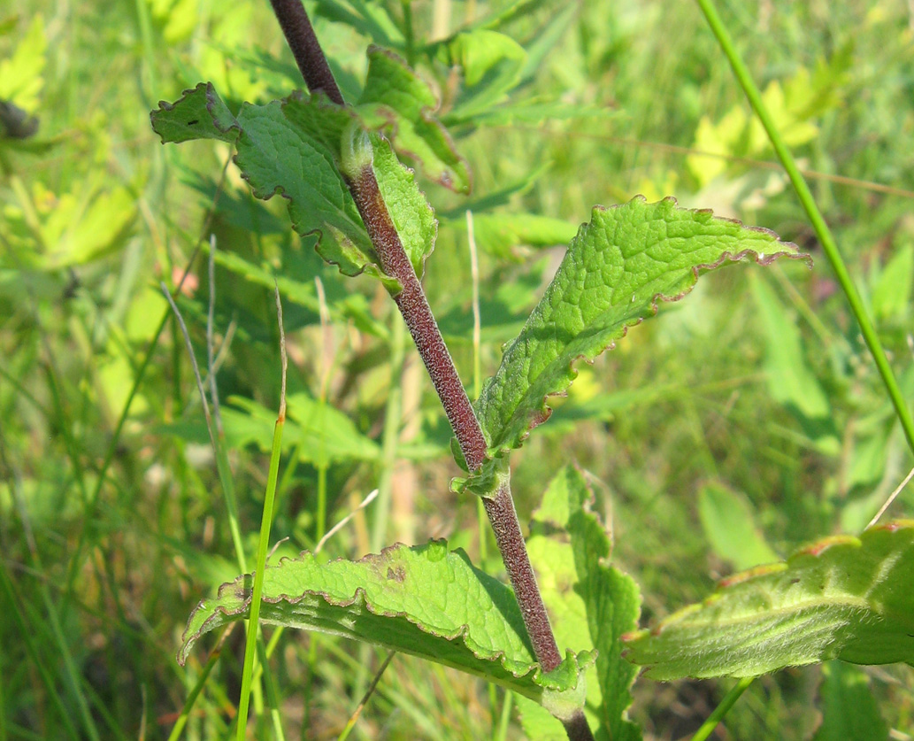 Image of Campanula bononiensis specimen.