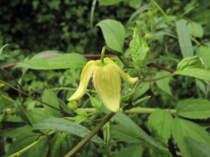 Image of Clematis serratifolia specimen.