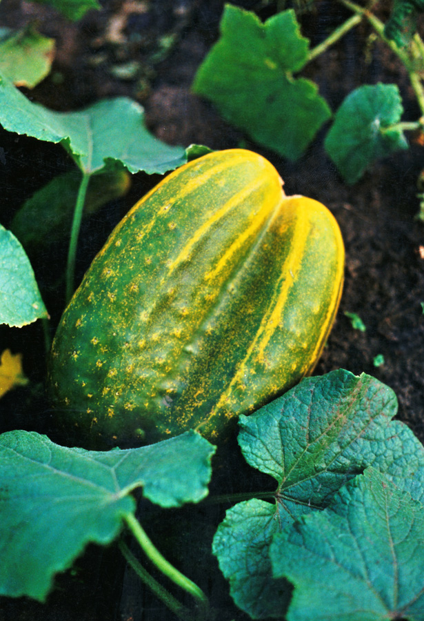 Image of Cucumis sativus specimen.