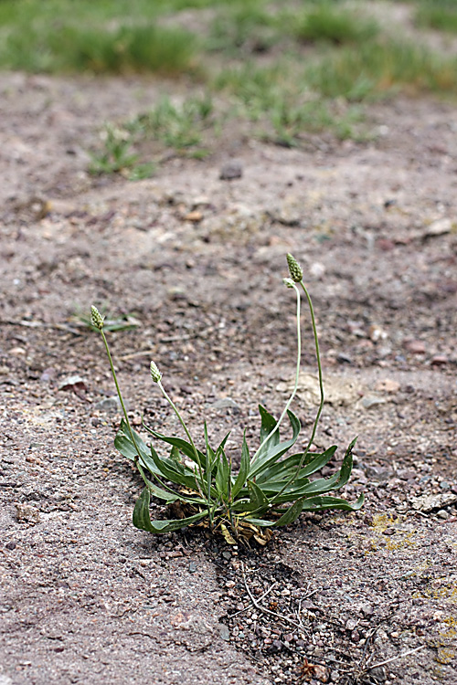 Image of Plantago lanceolata specimen.