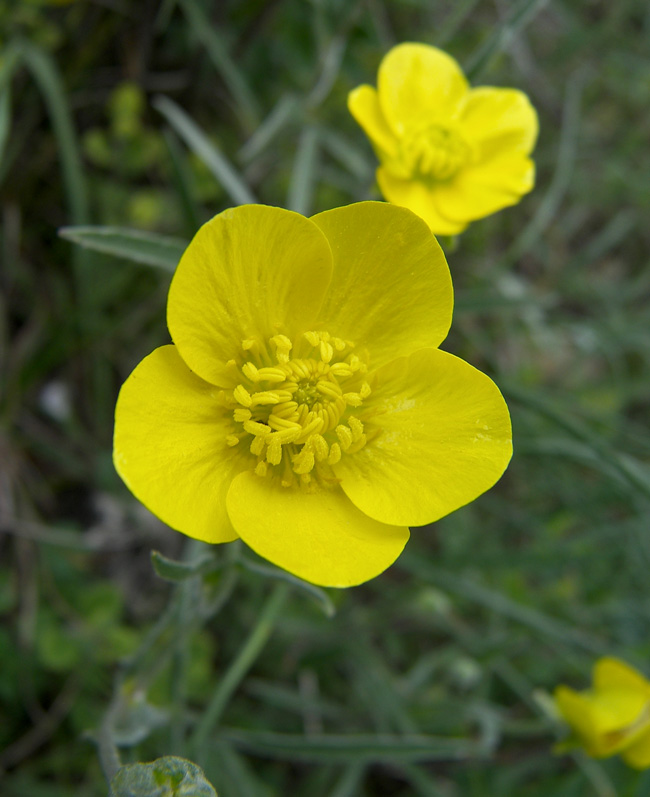 Image of Ranunculus illyricus specimen.