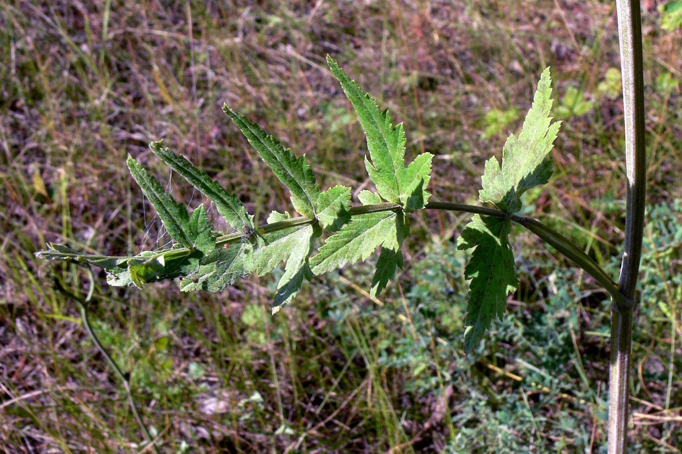 Изображение особи Pastinaca sylvestris.