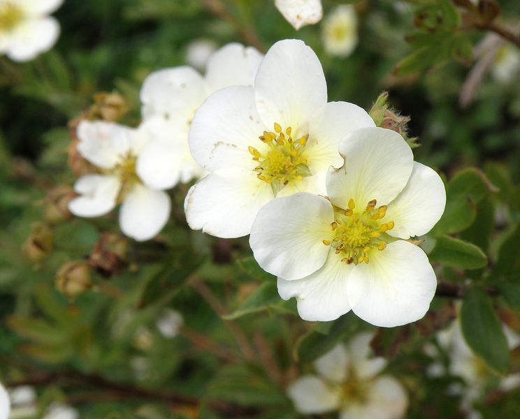 Image of Dasiphora fruticosa specimen.