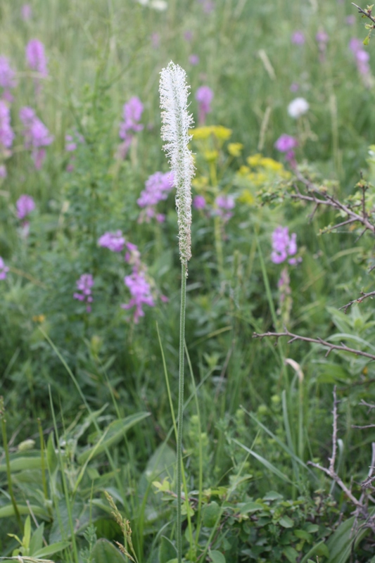 Image of Plantago urvillei specimen.