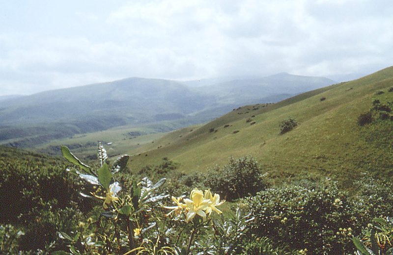 Изображение особи Rhododendron luteum.