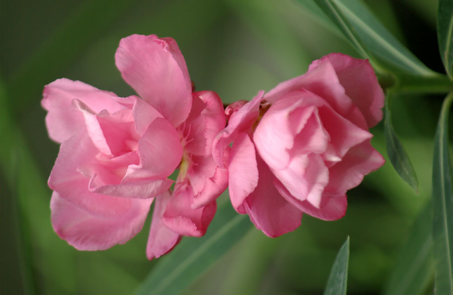 Изображение особи Nerium oleander.