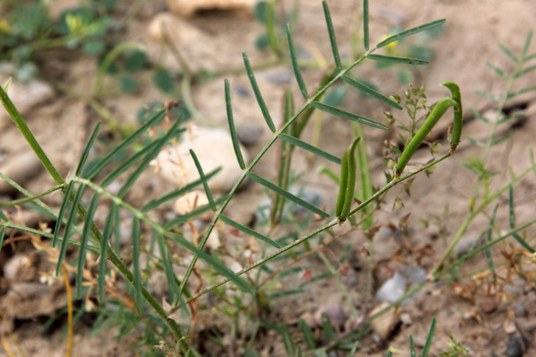 Изображение особи Astragalus campylorhynchus.