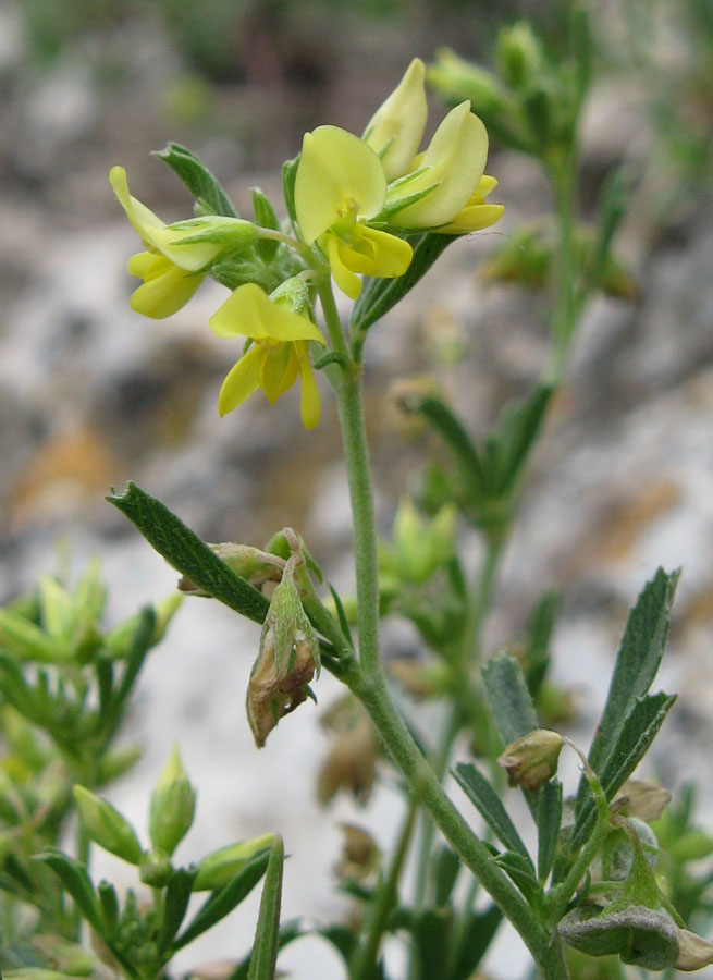 Изображение особи Medicago rupestris.