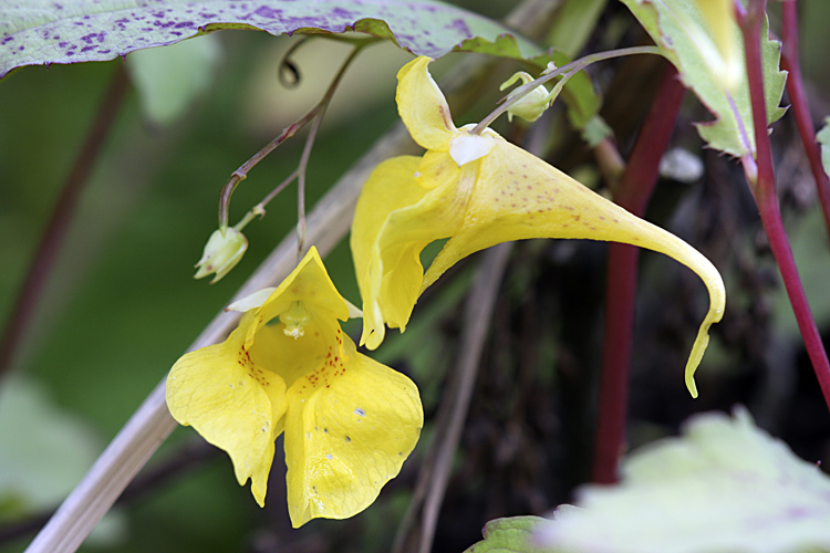 Image of Impatiens noli-tangere specimen.