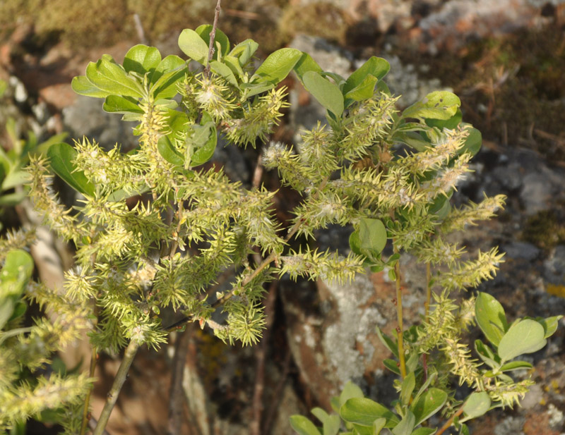 Изображение особи Salix &times; ludificans.