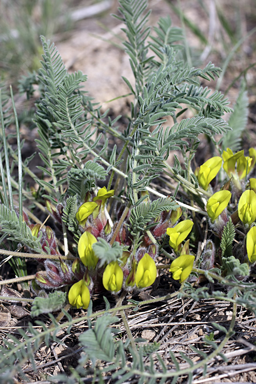 Image of Astragalus atrovinosus specimen.