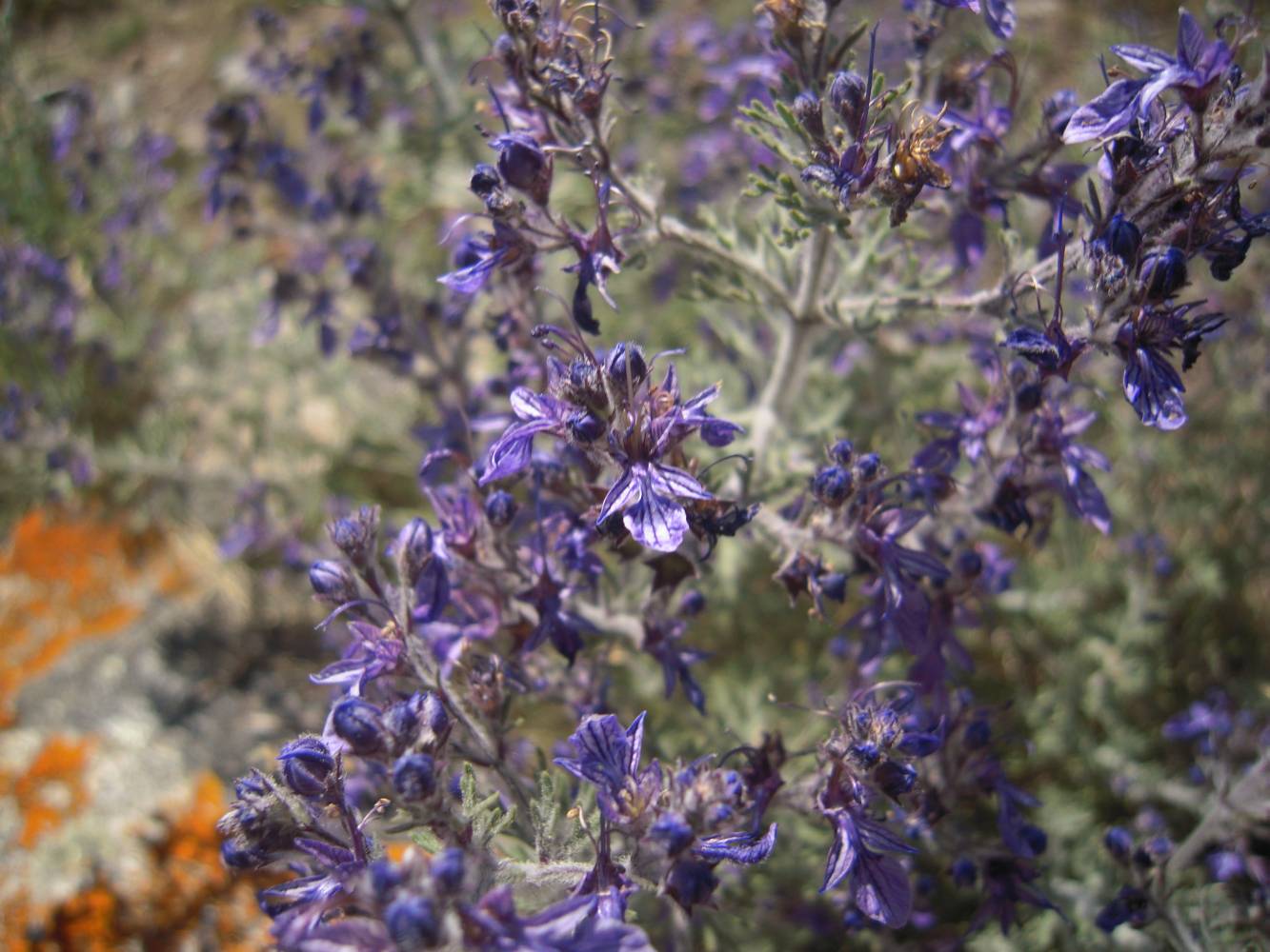 Изображение особи Teucrium orientale.