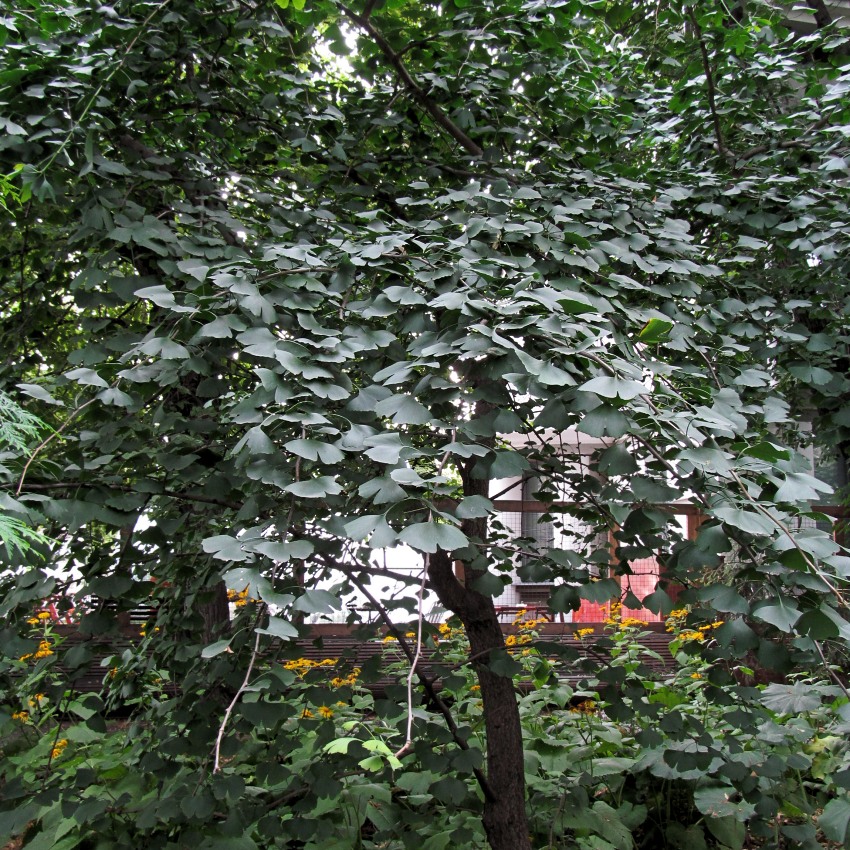 Image of Ginkgo biloba specimen.