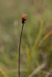 Parnassia palustris. Верхушка растения с вызревшим вскрывшимся плодом. Ленинградская обл., Гатчинский р-н, окр. пос. Пудость, заболоченный луг в заброшенном травертиновом карьере. 09.09.2012.