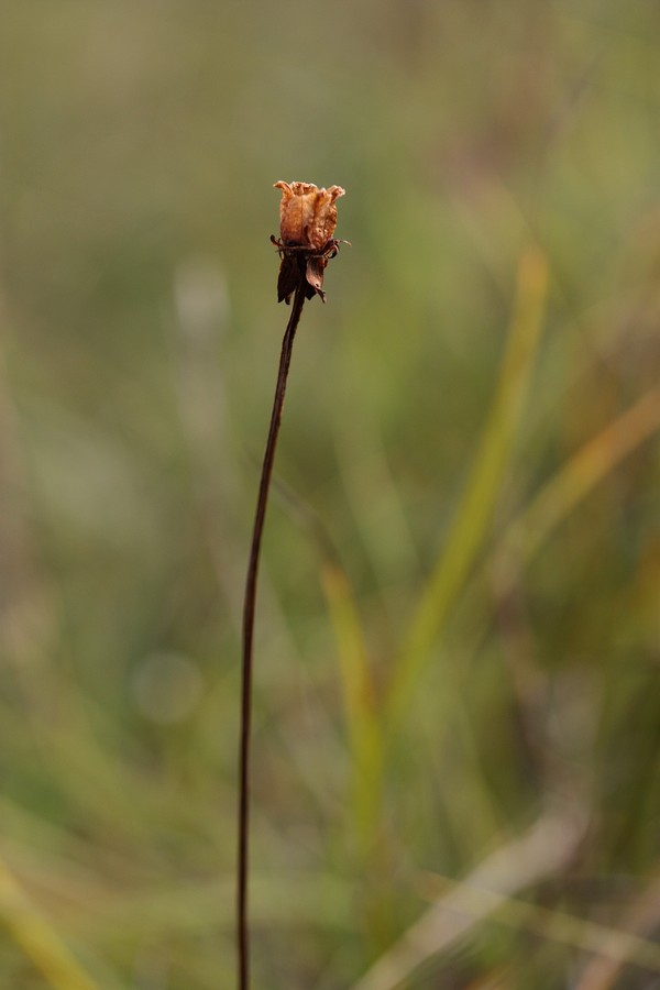 Изображение особи Parnassia palustris.