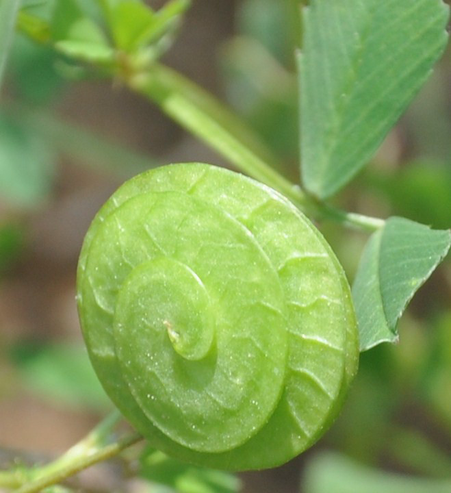 Image of Medicago orbicularis specimen.