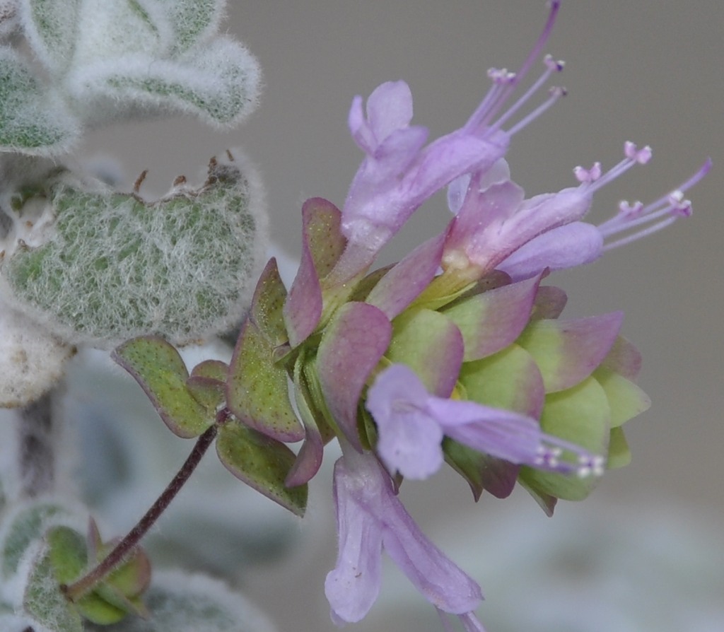 Image of Origanum dictamnus specimen.