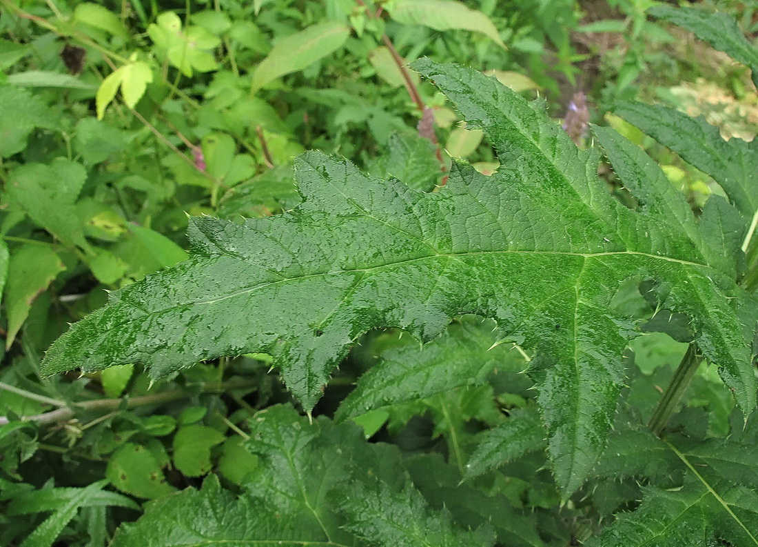 Image of genus Echinops specimen.